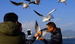 海鸥官方爆料视频大全集